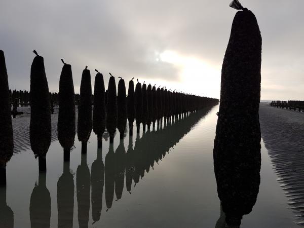 Mussel posts