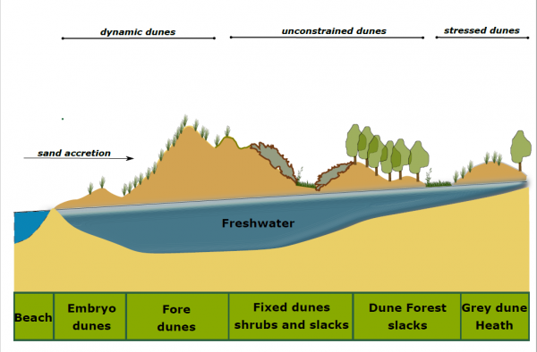 Transect of a Dune System