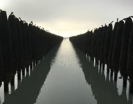 Mussel Posts Berck Nord